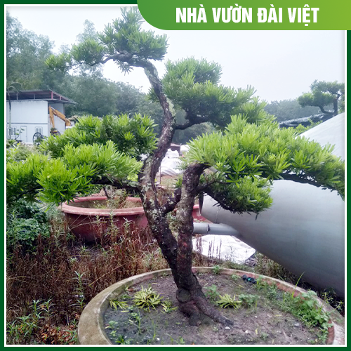 Cây bonsai	